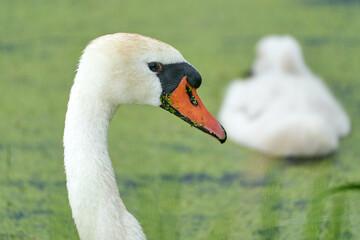 One white swan with orange beak, swim in a pond. Swan duck in backgound. Head and neck only. Duckweed floats in the water
