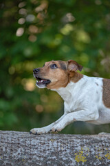 Portrait of Jack Russell Terrier on a lying tree in the forest. Close-up photographed.