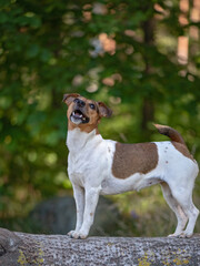 Portrait of Jack Russell Terrier on a lying tree in the forest. Close-up photographed.