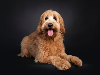 Friendly red apricot young adult Labradoodle / Cobberdog,laying down side ways. Looking towards camera with brown eyes. Isolated on black background. Mouth open, tongue out.