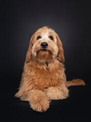 Friendly red apricot young adult Labradoodle / Cobberdog, laying down facing front. Looking towards camera with brown eyes. Isolated on black background. mouth closed.