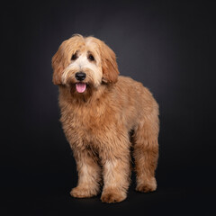 Friendly red apricot young adult Labradoodle / Cobberdog, standing facing front. Looking towards camera with brown eyes. Isolated on black background. Tongue out.