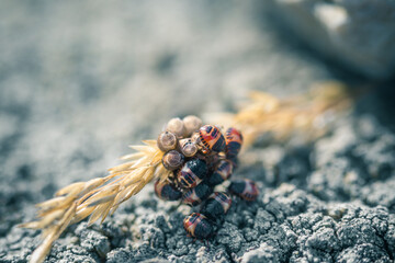 éclosion des oeufs de punaise sur un épi