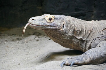 A close up of a komodo dragon sticking out its tongue