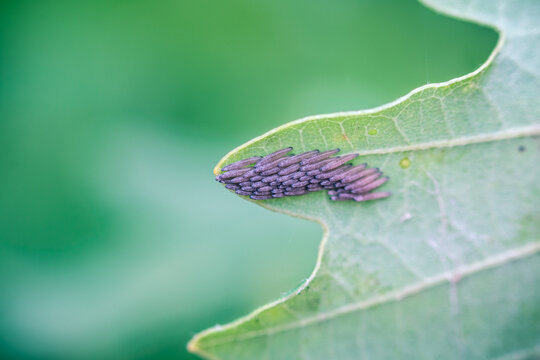 oeufs marron d'un insecte sous une feuille