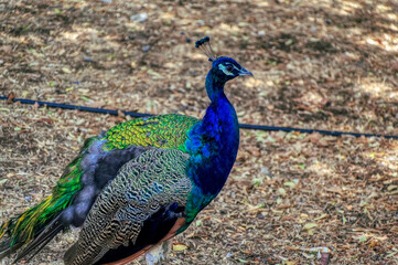 Peacock, in free walk inside its habitat.
