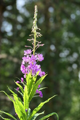 wild flowers in the garden