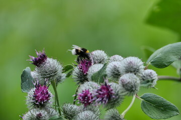 bee on a flower
