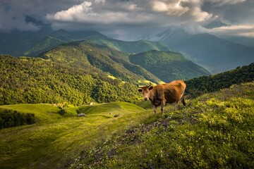Cute brown cow is grazing in the wonderfully  green Caucasus mountains. Ingushetia, Russia.