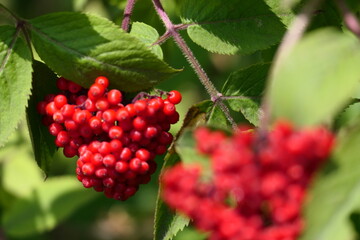 red currant berries