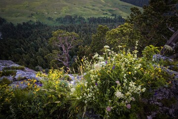Coniferous forest  grows on rocks above the terrific landscape of the Lago Naki plateau. The Caucasus mountains, Adygea, Russia.