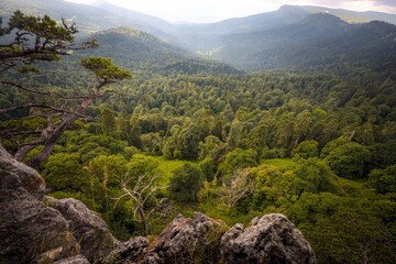View from above of amazing endless evergreen forests that cover the Caucasus mountains at the Lago Naki plateau. Adygea, Russia.