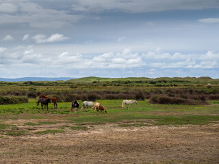 Fototapeta na wymiar Horses grazing at Northam Burrows, near Westward Ho Devon, England.