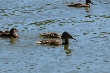 ducks in the water