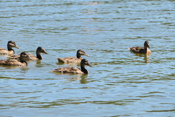 ducks on the water