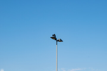 Raven of a Street light 