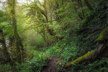path in a dense rainforest overgrown with ferns and moss