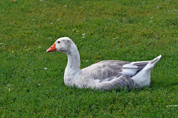 gans liegt auf einer wiese © lotharnahler