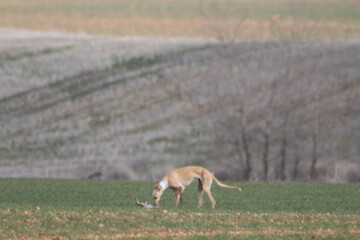 Beautiful dogs hunting hare with Spanish in the fields extensive plains