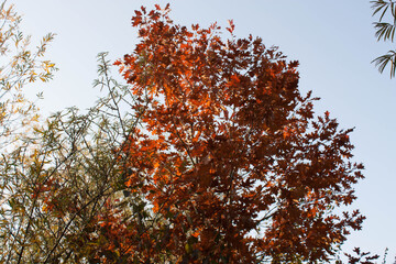 autumn oak tree with red leaves october