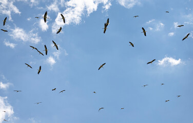 Many storks are flying in the sky