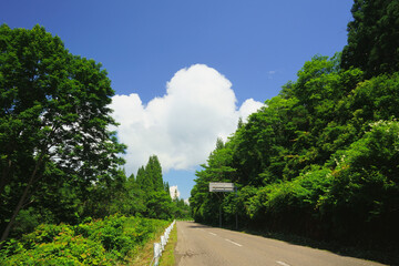 両脇の緑が美しい道の先に開かれた夏雲と青い空
