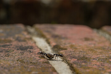 餌を取り合う蟻