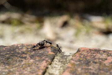 餌を取り合う蟻