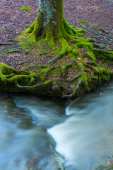 Beech forest, Otzarreta beech forest, Gorbeia Natural Park, Bizkaia, Basque Country, Spain, Europe