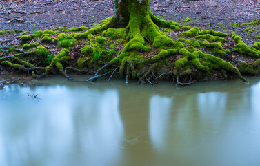 Beech forest, Otzarreta beech forest, Gorbeia Natural Park, Bizkaia, Basque Country, Spain, Europe