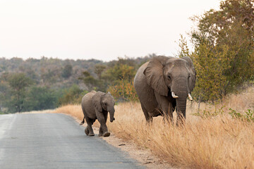 Elefante con su cría en el parque nacional Kruger, Sudáfrica.