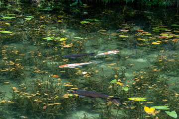 池にいる鯉