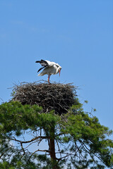 storch im nest