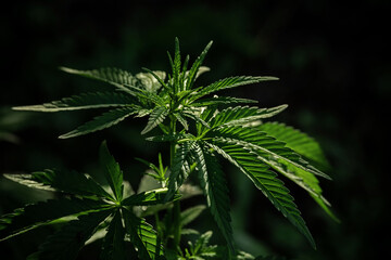 The cannabis plants on a dark background. The texture of the leaves of hemp.