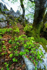 Beech forest, Orisol u Orixol mountain, Alava, Basque Country, Spain, Europe