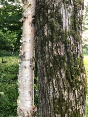 Beautiful trees that can be found while walking in the park, sinuous branches and moss-covered bark.