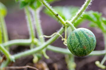Closeup of growing small green striped watermelon in farmer's hand.