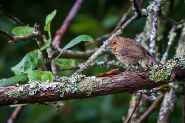 Juvenile European Robin Perched on a Branch Pontedeume Galicia Spain