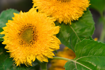 Bloom, with petals of bright yellow color, buds of a decorative sunflower, shot close-up, against the background of its green foliage.