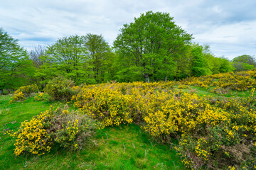 Beech forest, Oianleku, Pe&ntilde;as de Aia Natural Park, Gipuzkoa, Basque Country, Spain, Europe