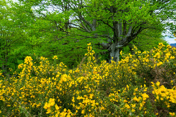 Beech forest, Oianleku, Pe&ntilde;as de Aia Natural Park, Gipuzkoa, Basque Country, Spain, Europe