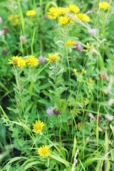 Green plants and flowers.