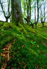 Beech forest, Oianleku, Peñas de Aia Natural Park, Gipuzkoa, Basque Country, Spain, Europe