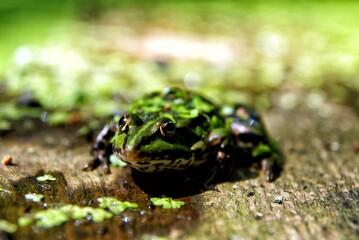 Portret żaby © PtakFOTO