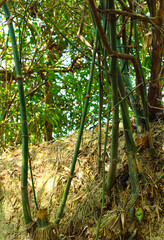 Bamboo