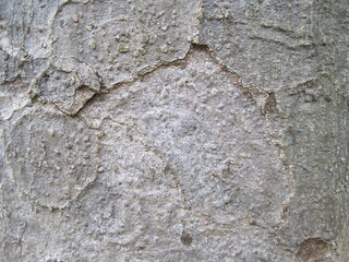 Close-up photo of the bark