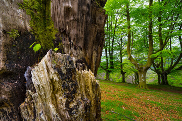 Beech forest, Oianleku, Peñas de Aia Natural Park, Gipuzkoa, Basque Country, Spain, Europe