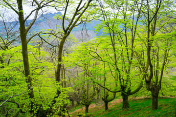 Fototapeta na wymiar Beech forest, Oianleku, Peñas de Aia Natural Park, Gipuzkoa, Basque Country, Spain, Europe