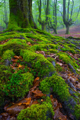 Beech forest, Otzarreta beech forest, Gorbeia Natural Park, Bizkaia, Basque Country, Spain, Europe