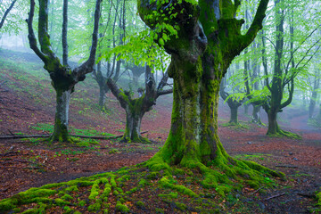 Beech forest, Otzarreta beech forest, Gorbeia Natural Park, Bizkaia, Basque Country, Spain, Europe